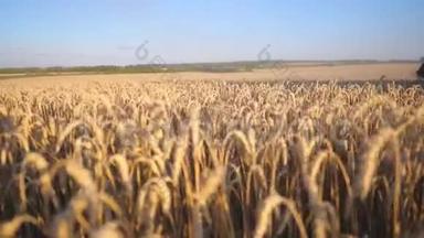 关闭联合纺切小麦<strong>黄穗</strong>的叶片。 收割机穿过田野，收割庄稼